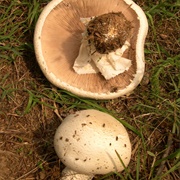 Agaricus MacRosporus