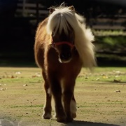 Li'l Sebastian (Parks and Rec)