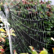 Cobweb