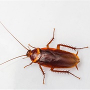 How Cockroaches Work