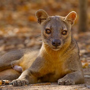 Fossa