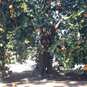 The Parent Washington Navel Tree