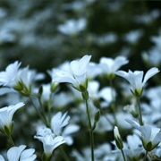 Mouse-Ear Hawkweed (Pilosella Officinarum)