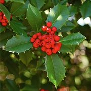 Holly