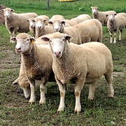 Dorset Sheep