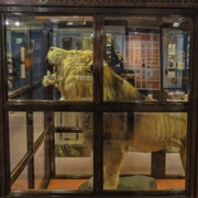 Sir Winston Churchill's Lion 'Rota'