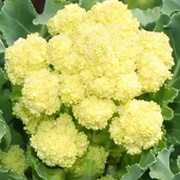White Sprouting Broccoli