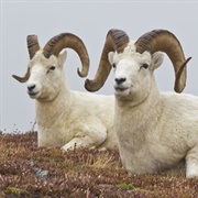 Thin Horn Sheep