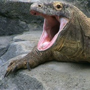 Komodo Dragon