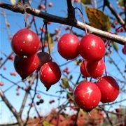 Prairie Crabapple