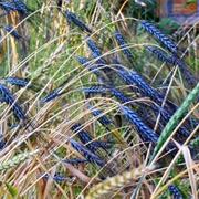 Utrecht Blue Wheat