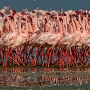 A Flamboyance of Flamingos