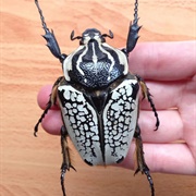 Goliath Beetle