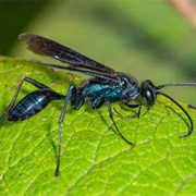 Blue Mud Dauber