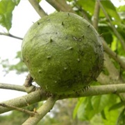 Annona Nitida