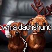 Own a Dachshund
