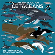 Cetaceans