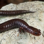 Northern Ravine Salamander