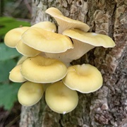 Golden Oyster Mushroom (Pleurotus Citrinopileatus)