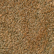 Wholewheat Grains