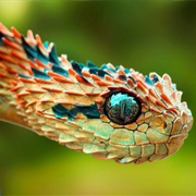 Prickly Bush Viper