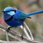 Splendid Fairywren