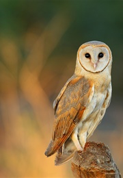The Truth About Owls (Amal El-Mohtar)