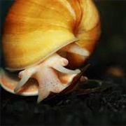 Golden Apple Snail