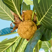 Tipuho (Artocarpus Treculianus)
