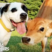 Regifted Photos of Animals