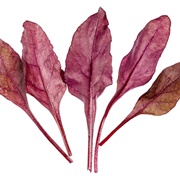 Baby Red Chard