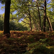 Lou Campbell State Nature Preserve