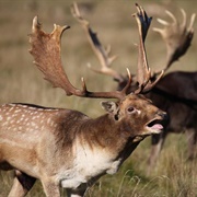 Fallow Deer