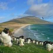 Falkland Islands/ Islas Malvinas