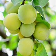 Greengage