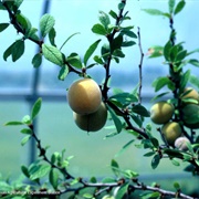 Peachbush (Prunus Texana)