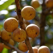 Mahobohobo (Uapaca Kirkiana)