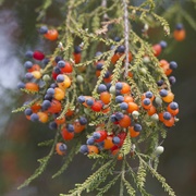 White Pine (Dacrycarpus Dacrydioides)