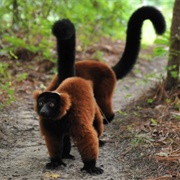 Red-Ruffed Lemur