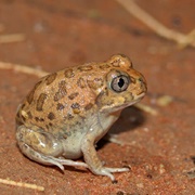 Burrowing Frog