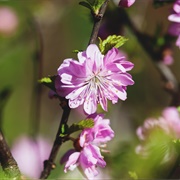 Chinese Bush Cherry (Prunus Glandulosa)