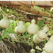 Gourd (Quran Verse 1)