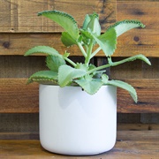 Kalanchoe Daigremontiana