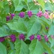 American Beautyberry (Callicarpa Americana)