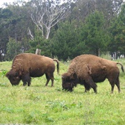 Golden Gate Park Bison