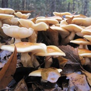 Nameko (Pholiota Microspora)