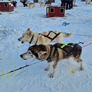 Breivikeidet Husky Farm