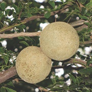 Wood-Apple (Limonia Acidissima)