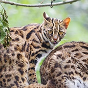 Sunda Leopard Cat