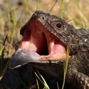 Shingleback